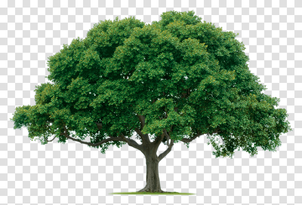 Jungle Tree Photos One Trees, Plant, Oak, Sycamore, Maple Transparent Png