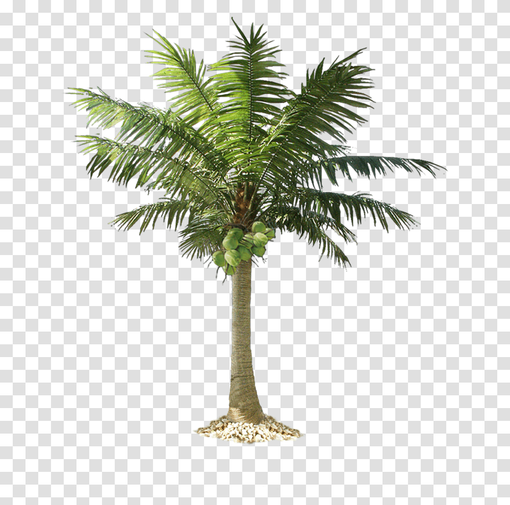Jungle Tree Pic Coconut Tree, Plant, Palm Tree, Arecaceae Transparent Png