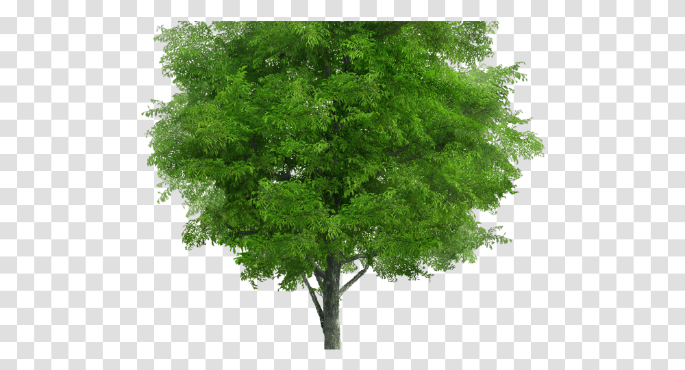 Jungle Trees Neem Tree, Plant, Tree Trunk, Leaf, Maple Transparent Png