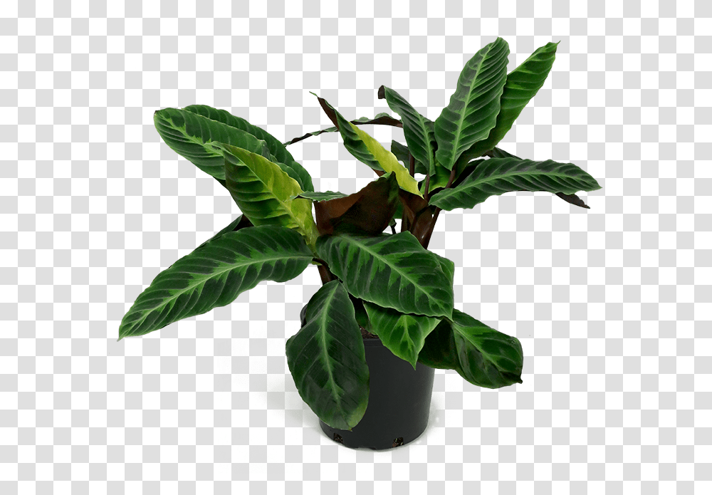 Jungle Velvet Calathea, Leaf, Plant, Potted Plant, Vase Transparent Png