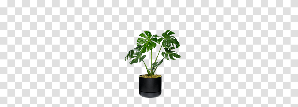 Jungle Vibes, Plant, Leaf, Bamboo, Palm Tree Transparent Png