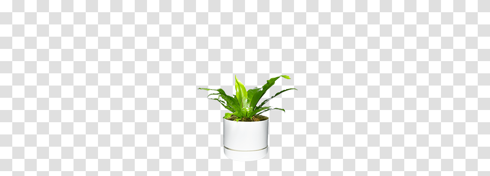 Jungle Vibes, Plant, Potted Plant, Vase, Jar Transparent Png