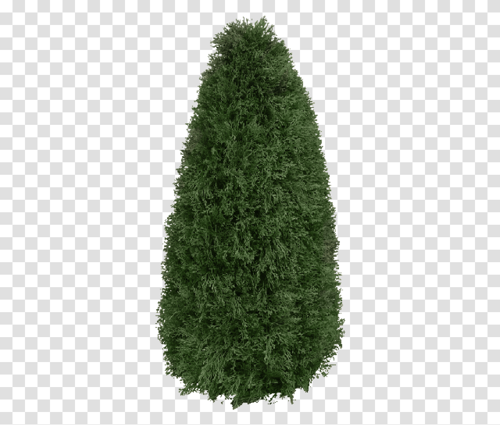 Juniper And Vectors For Free Christmas Tree, Plant, Pine, Fir, Abies Transparent Png