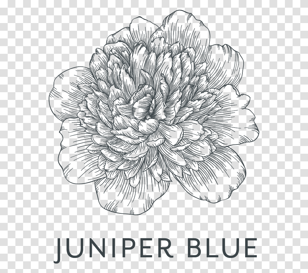 Juniper Blue Studio, Outdoors, Nature, Bird, Animal Transparent Png