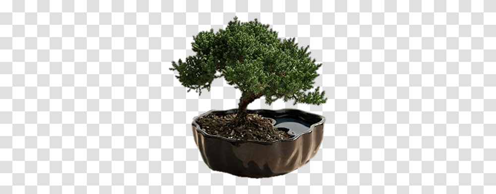 Juniper Bonsai Creative Gift For Boss, Tree, Plant, Potted Plant, Vase Transparent Png