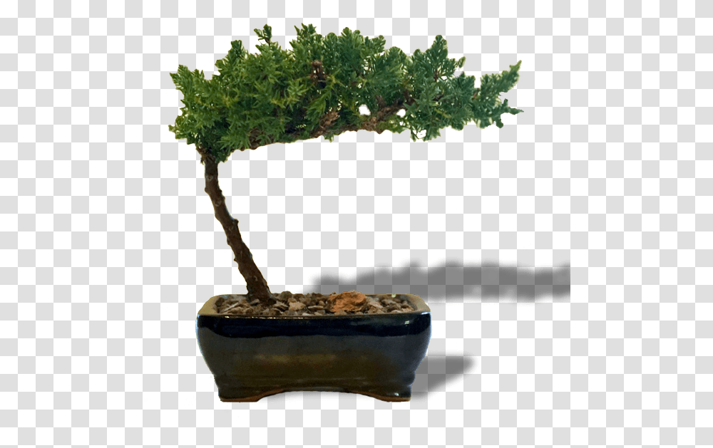 Juniper Bonsai Small Bonsai, Tree, Plant, Potted Plant, Vase Transparent Png