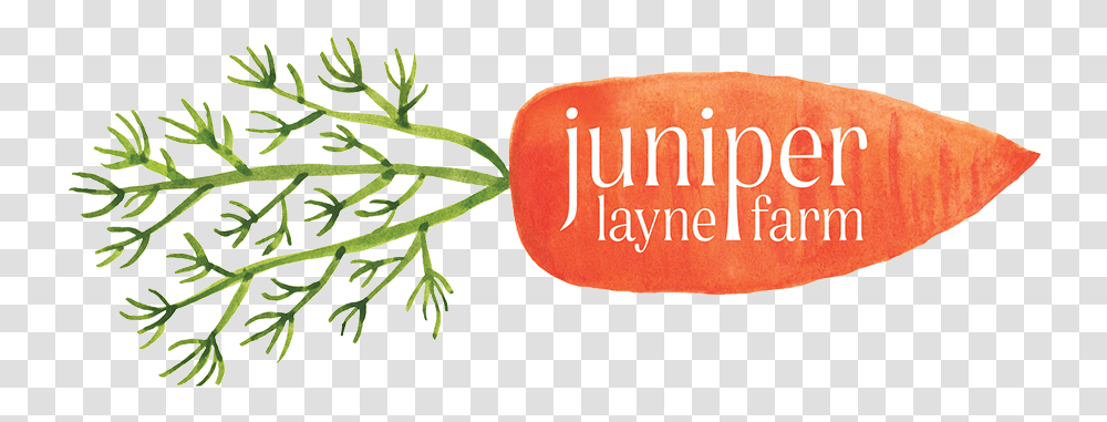 Juniper Layne Farm Vascular Plant, Vegetable, Food, Produce, Carrot Transparent Png