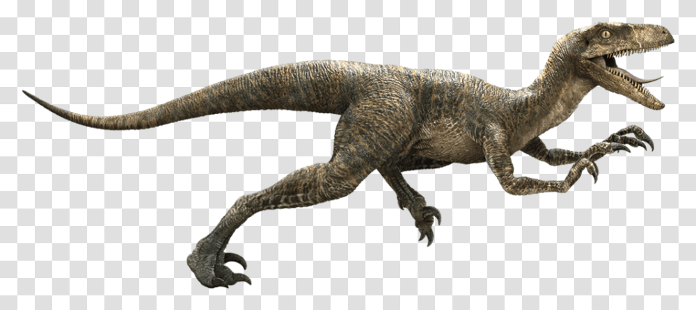 Jurassic Park Velociraptor Deinonychus Late Cretaceous Raptor Dinosaur, Lizard, Reptile, Animal, T-Rex Transparent Png