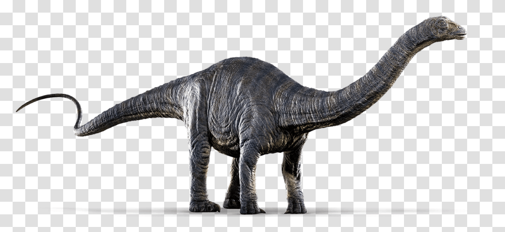 Jurassic World Dinosaurs Jurassic World Apatosaurus, Reptile, Animal, T-Rex Transparent Png