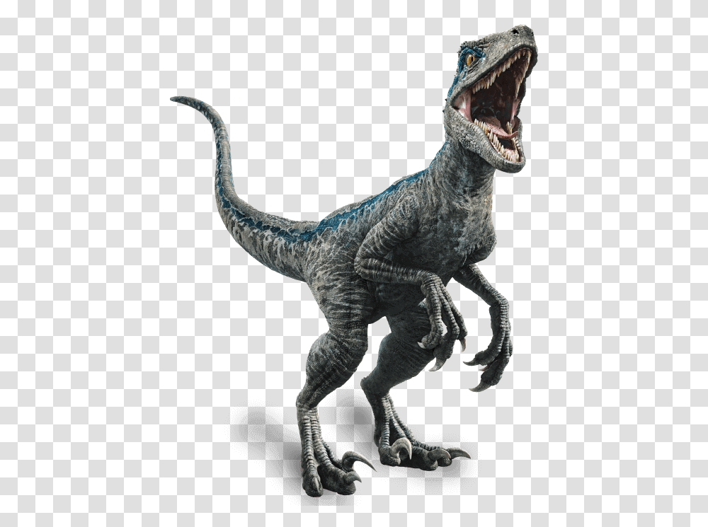 Jurassic World Fallen Kingdom Velociraptor Blue, T-Rex, Dinosaur, Reptile, Animal Transparent Png