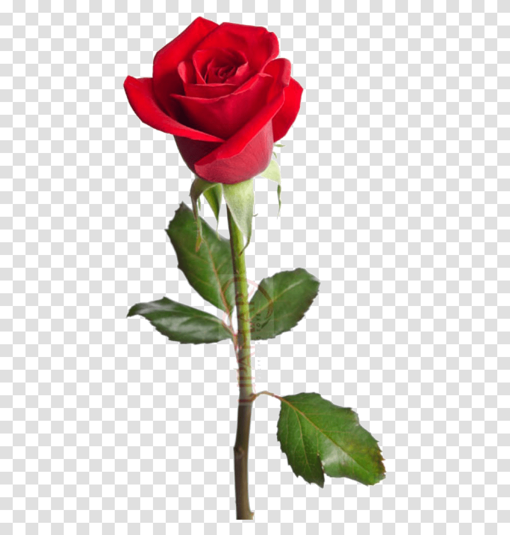 Just Another Life A Rose Happy Birthday Red Rose, Flower, Plant, Blossom Transparent Png