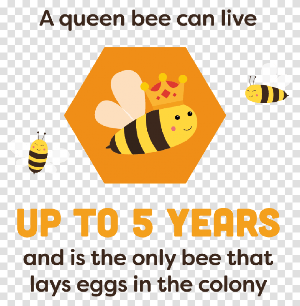 Just Bee Cause Language, Honey Bee, Insect, Invertebrate, Animal Transparent Png