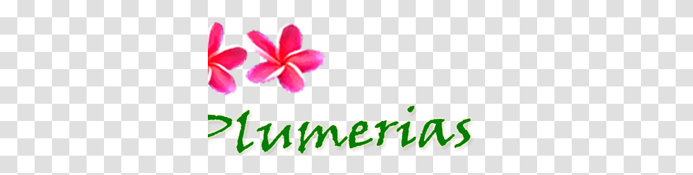 Just Plumeria Faq, Plant, Flower, Housing Transparent Png