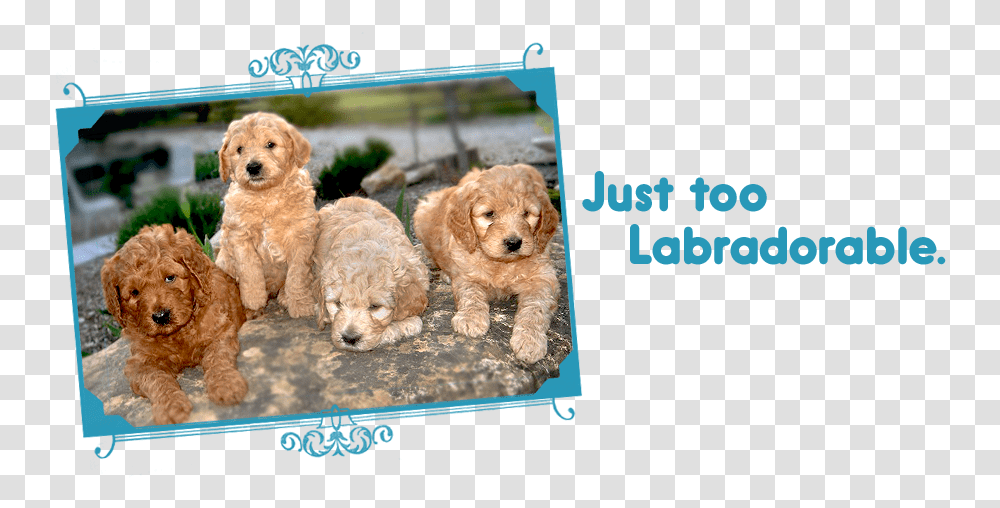Just Too Labradorable Labradoodle Puppies On Loveable Goldendoodle, Dog, Pet, Canine, Animal Transparent Png