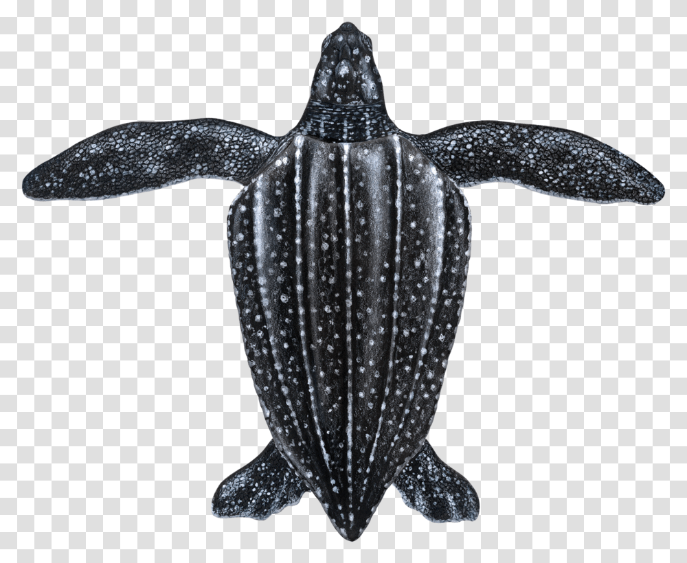 Juvenile Leatherback Sea Turtle, Sea Life, Animal, Bird, Reptile Transparent Png