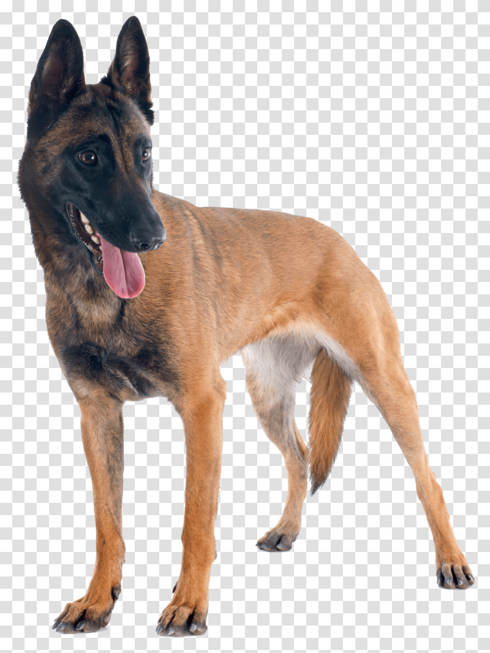 K9 Belgian Shepherd, Dog, Pet, Canine, Animal Transparent Png