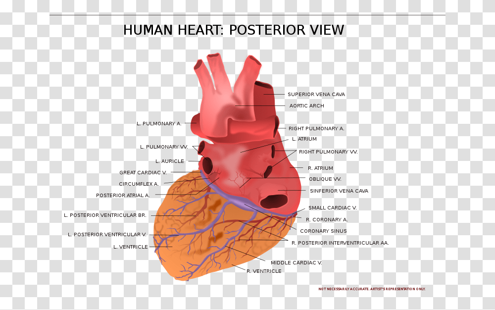 Kablam Human Heart Posterior View, Plot, Diagram, Outdoors Transparent Png