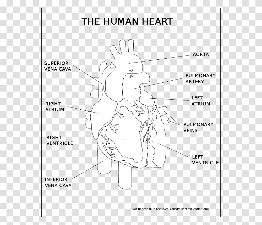 Kablam The Human Heart, Stencil, Drawing, Sketch, Hand Transparent Png