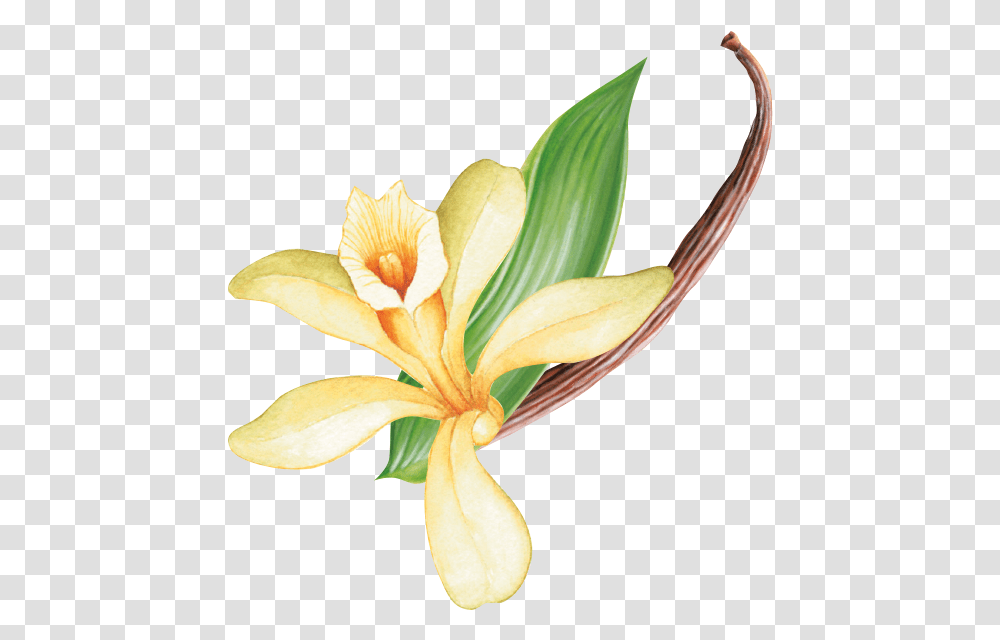 Kaffee Grafik Lily, Plant, Flower, Blossom, Petal Transparent Png