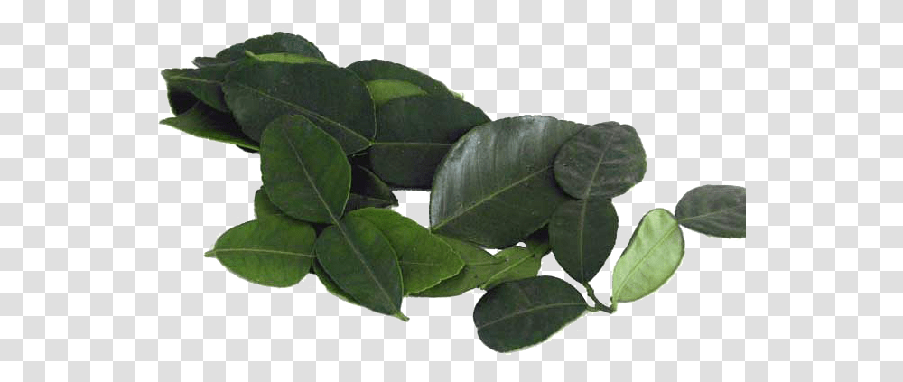 Kaffir Lime Leaves Background Arts Dark Green Tree Leaves, Leaf, Plant, Annonaceae, Veins Transparent Png