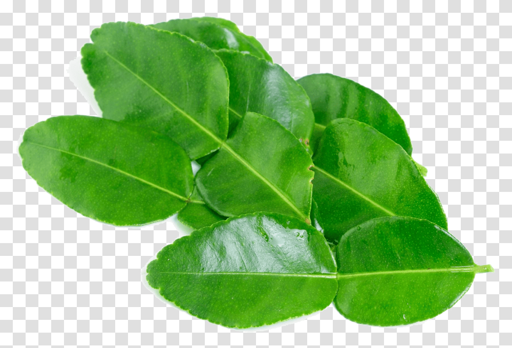 Kaffir Lime Leaves Background Image, Leaf, Plant, Vegetable, Food Transparent Png