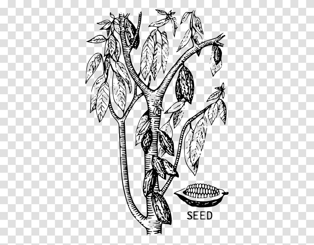 Kakao Pohon Biji Kacang Tanaman Makanan Minum Cocoa Bean Tree Drawing, Gray, World Of Warcraft Transparent Png