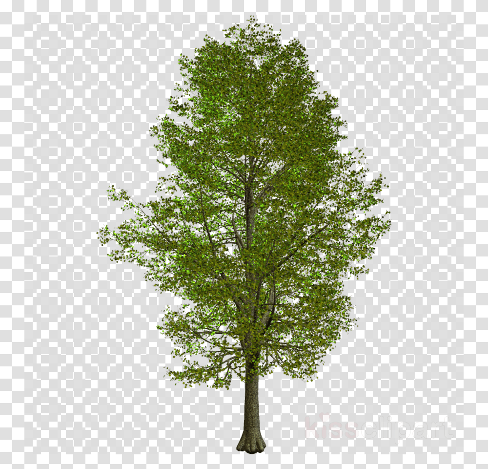 Kakyoin Noriaki, Tree, Plant, Leaf, Tree Trunk Transparent Png