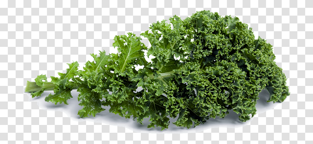 Kale 1 Image Kale, Cabbage, Vegetable, Plant, Food Transparent Png