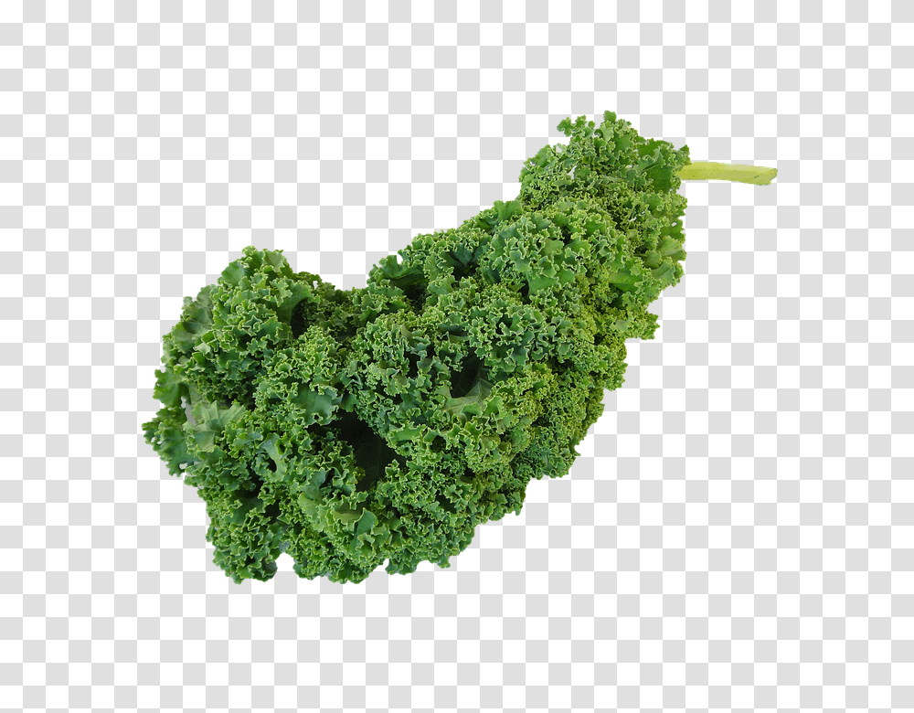 Kale 960, Vegetable, Cabbage, Plant, Food Transparent Png