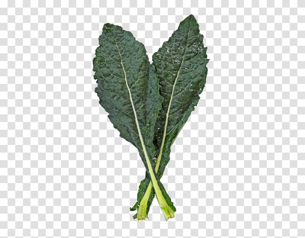 Kale 960, Vegetable, Cabbage, Plant, Food Transparent Png