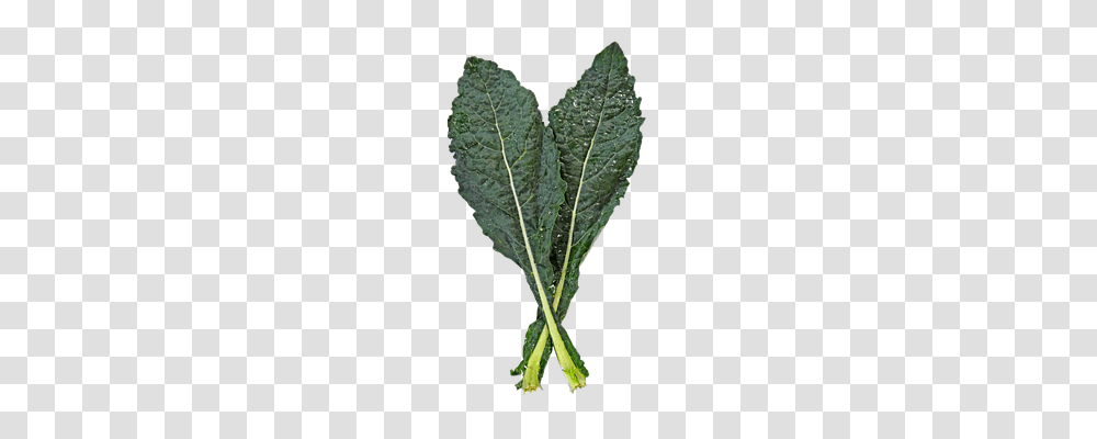 Kale Food, Cabbage, Vegetable, Plant Transparent Png
