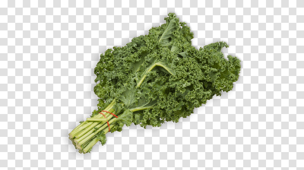Kale 200g Pack Kale, Cabbage, Vegetable, Plant, Food Transparent Png
