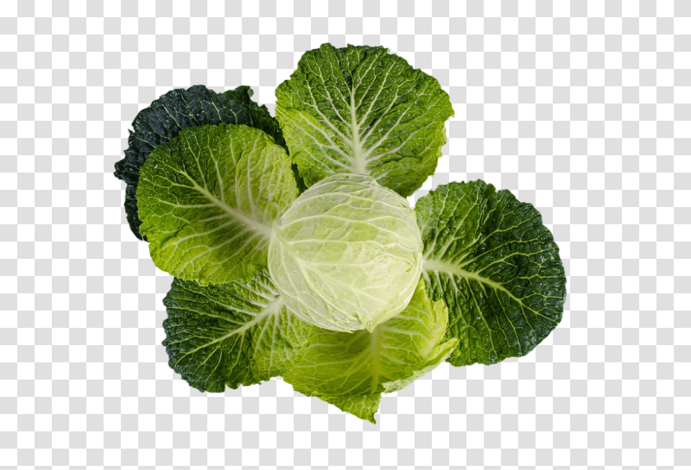 Kale 960, Vegetable, Plant, Food, Cabbage Transparent Png