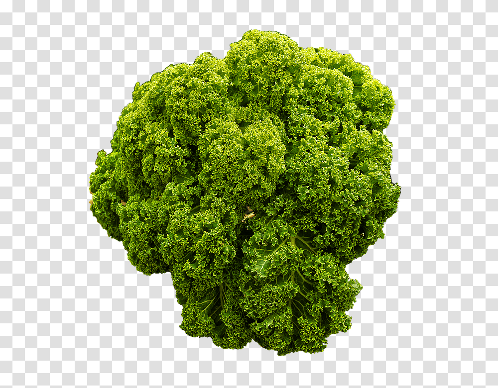 Kale 960, Vegetable, Plant, Cabbage, Food Transparent Png