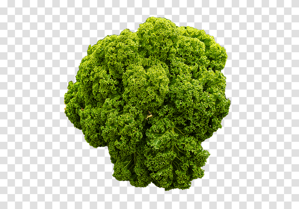 Kale Food, Plant, Cabbage, Vegetable Transparent Png