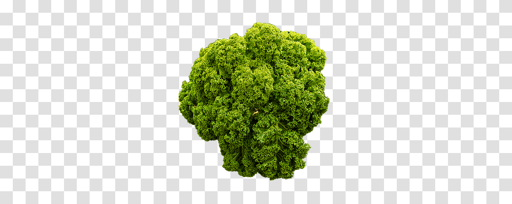 Kale Nature, Cabbage, Vegetable, Plant Transparent Png