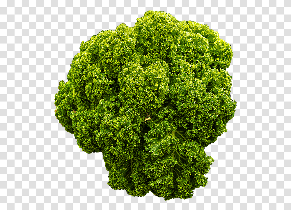 Kale Brown Cabbage Krauskohl Kohl Ruffled Curly Kale Background, Plant, Vegetable, Food, Vase Transparent Png