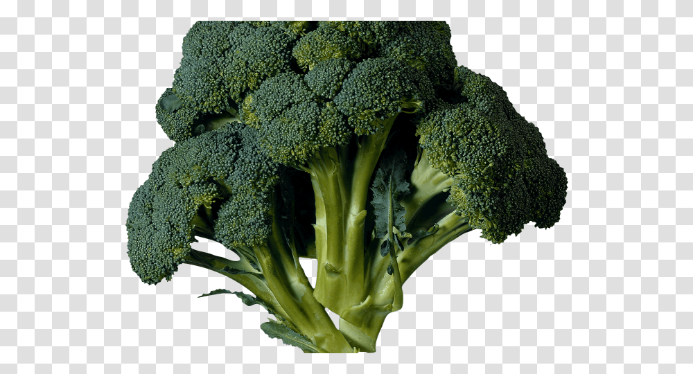 Kale Clipart Kale Translated To Arabic, Plant, Broccoli, Vegetable, Food Transparent Png