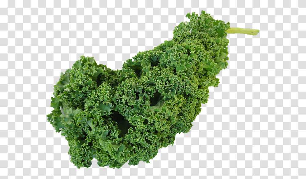 Kale Clipart Kiel Vegetable, Cabbage, Plant, Food Transparent Png