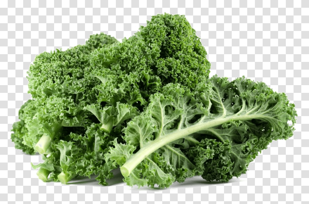 Kale Free Download Kale, Cabbage, Vegetable, Plant, Food Transparent Png