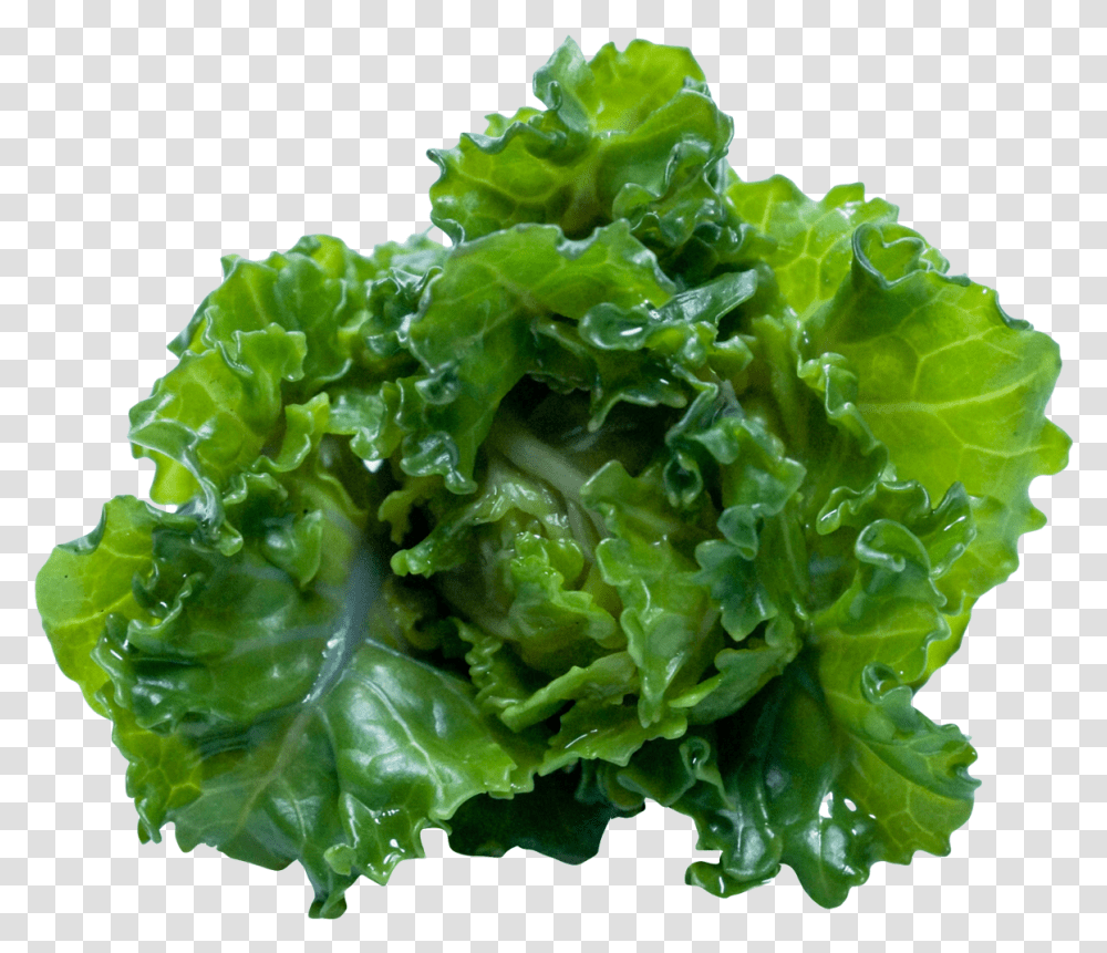 Kale Image, Plant, Lettuce, Vegetable, Food Transparent Png