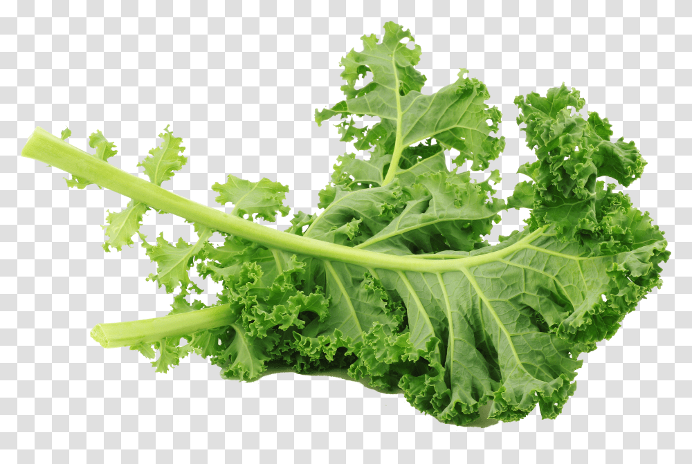 Kale Lacinato Clipart Green Kale Transparent Png