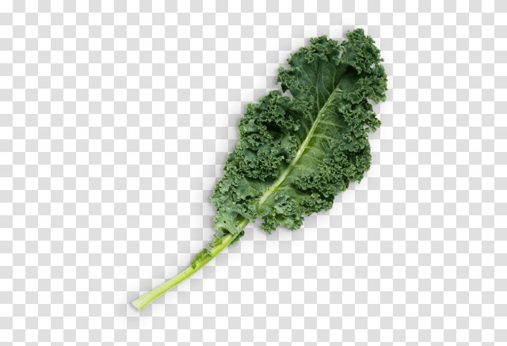 Kale Lacinato Kale, Cabbage, Vegetable, Plant, Food Transparent Png