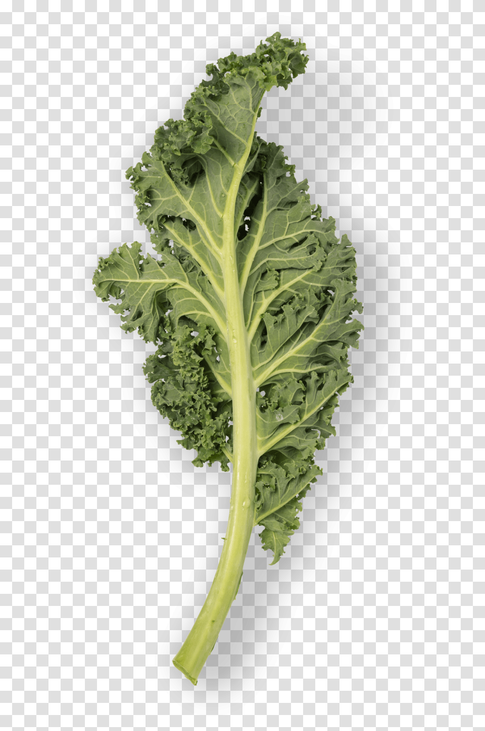 Kale Leaf, Plant, Cabbage, Vegetable, Food Transparent Png