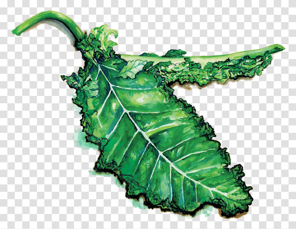 Kale, Leaf, Plant, Veins, Green Transparent Png
