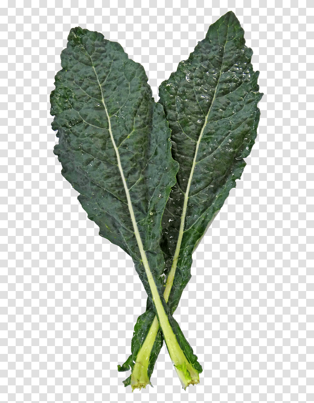 Kaleleaf Vegetablespring Greensflowering Plantkalecollard Lacinato Kale, Cabbage, Food, Veins Transparent Png