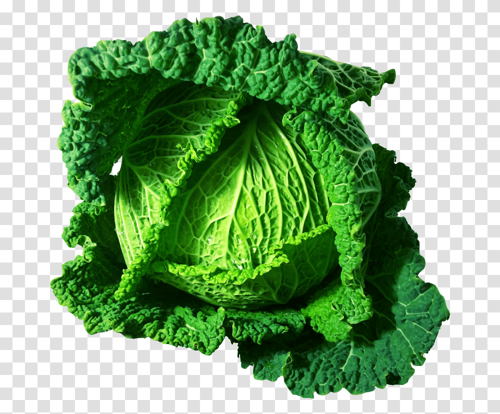 Kalesavoy Cabbagefood Clipart Cabbages, Plant, Vegetable, Head Cabbage, Produce Transparent Png