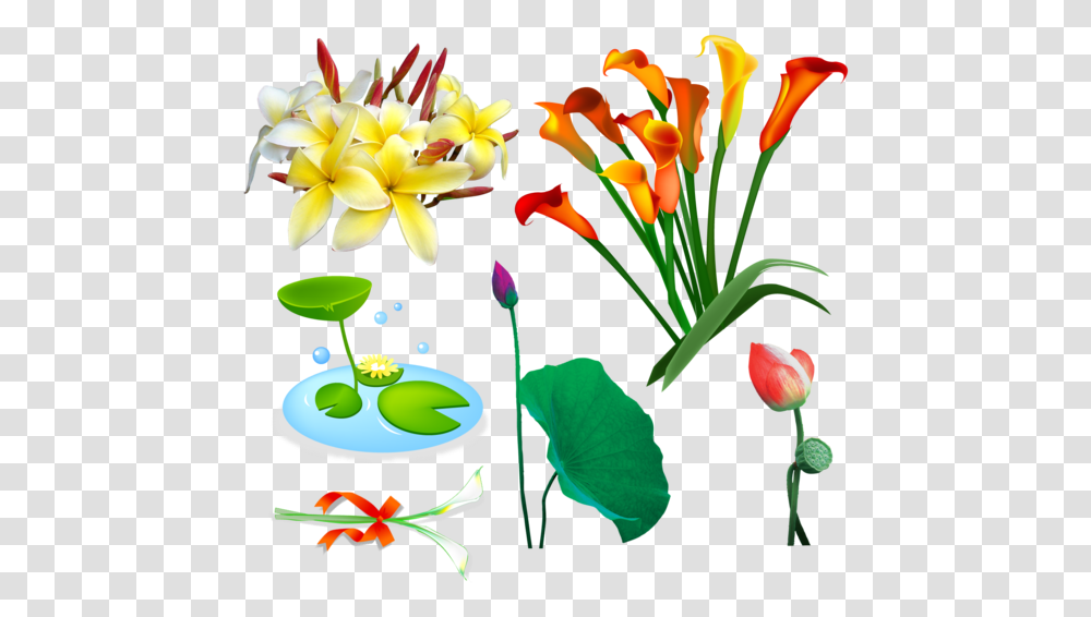 Kali Shiva Dakshineswar Kali Temple Plant Lily, Flower, Blossom, Petal, Flower Arrangement Transparent Png