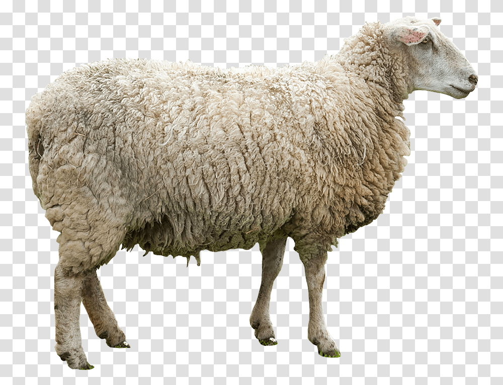 Kambing Biri Biri Jantan, Sheep, Mammal, Animal Transparent Png