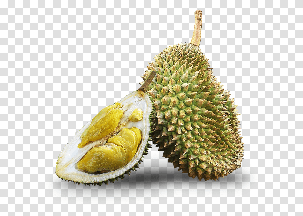 Kampung Durio Zibethinus, Plant, Durian, Fruit, Produce Transparent Png